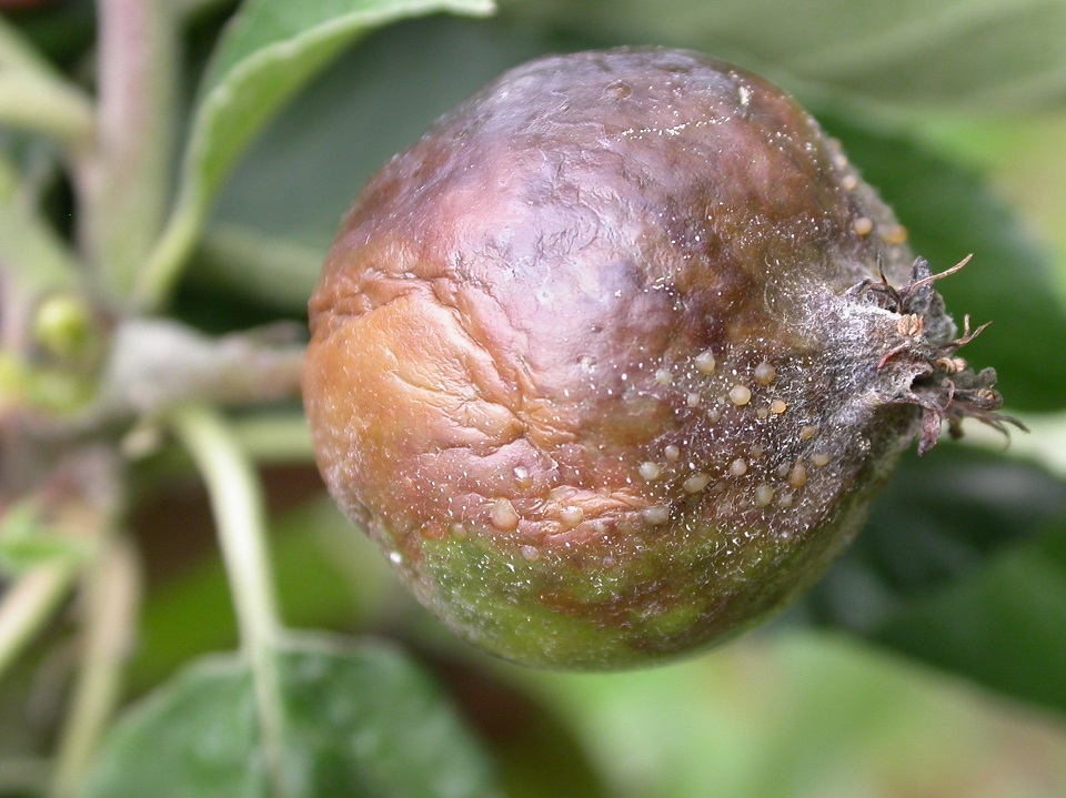 Muster_06_06_2007_befallene Frucht mit Bakterienschleim 4zu3.JPG